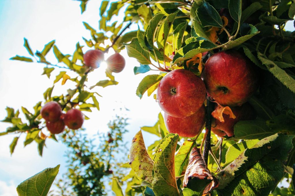 pomme arbre