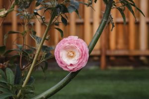 Greffer des plantes ornementales : sublimer vos massifs et haies grâce à la greffe horticole