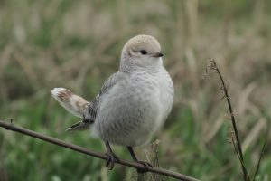 Greffer dans un objectif de sauvegarde des variétés anciennes : préserver le patrimoine végétal par la greffe