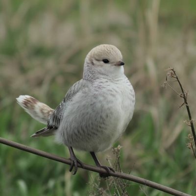 Greffer dans un objectif de sauvegarde des variétés anciennes : préserver le patrimoine végétal par la greffe