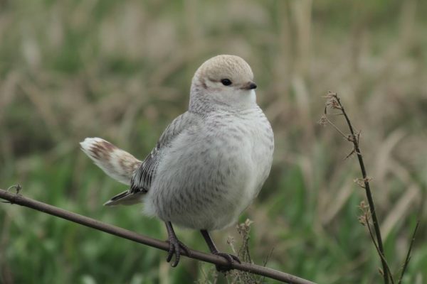 Greffer dans un objectif de sauvegarde des variétés anciennes : préserver le patrimoine végétal par la greffe