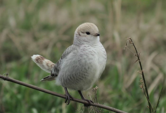 Greffer dans un objectif de sauvegarde des variétés anciennes : préserver le patrimoine végétal par la greffe