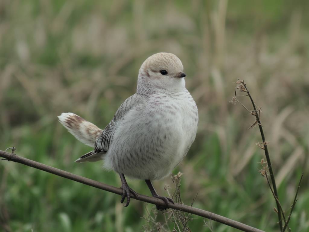 Greffer dans un objectif de sauvegarde des variétés anciennes : préserver le patrimoine végétal par la greffe