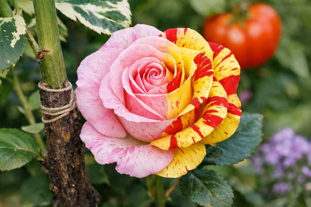 Chimères génétiques chez les plantes : origines, exemples célèbres et implications pour le greffage