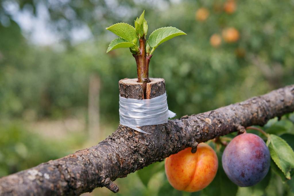 Greffer abricotier sur prunier : conseils pratiques, compatibilités et suivi de la greffe
