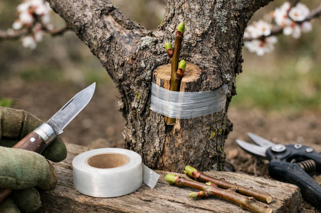 Comment greffer un abricotier pour rejuvener un vieux sujet ou changer de variété avec succès