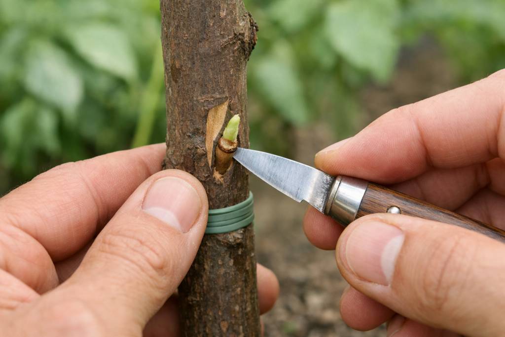 Chip budding : tout savoir sur cette technique de greffe en écussonnage à œil dormant