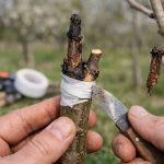 Erreurs courantes en greffage fruitier : diagnostic, corrections et bonnes pratiques pour améliorer son taux de reprise