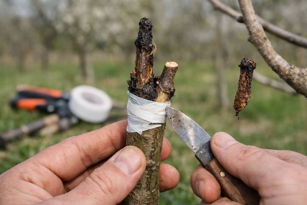 Erreurs courantes en greffage fruitier : diagnostic, corrections et bonnes pratiques pour améliorer son taux de reprise