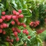 Arbre à litchi en france : guide de culture et d’entretien