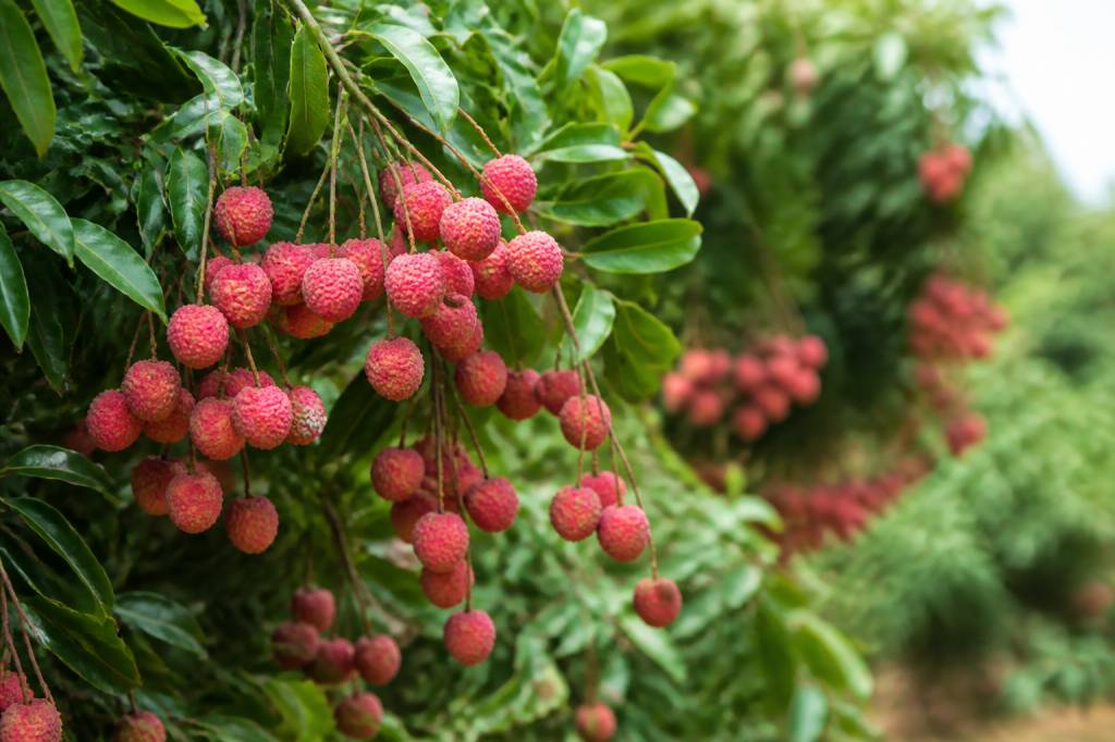 Arbre à litchi en france : guide de culture et d’entretien