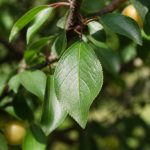 Feuille de mirabelle : reconnaître, observer et comprendre cette feuille au jardin