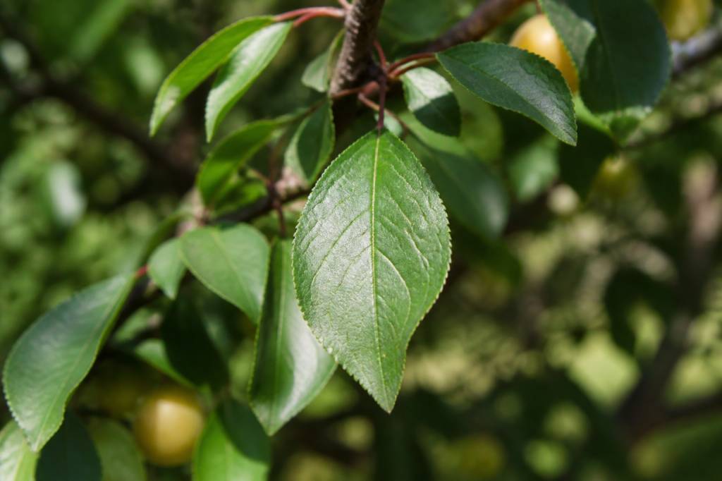 Feuille de mirabelle : reconnaître, observer et comprendre cette feuille au jardin