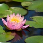 Nénuphar : floraison, période et conseils de culture