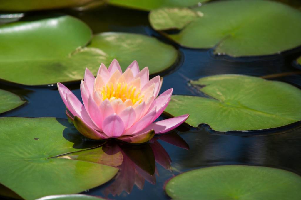 Nénuphar : floraison, période et conseils de culture
