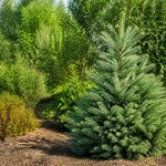 Le sapin : culture, entretien et utilisations au jardin