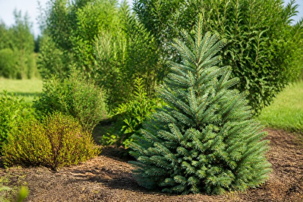 Le sapin : culture, entretien et utilisations au jardin