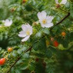 Arbre églantier : plantation, entretien et usages au jardin