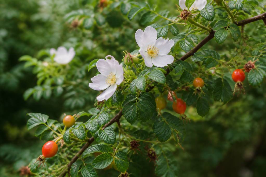 Arbre églantier : plantation, entretien et usages au jardin