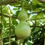 Calebasse fruit : culture, entretien et récolte au jardin