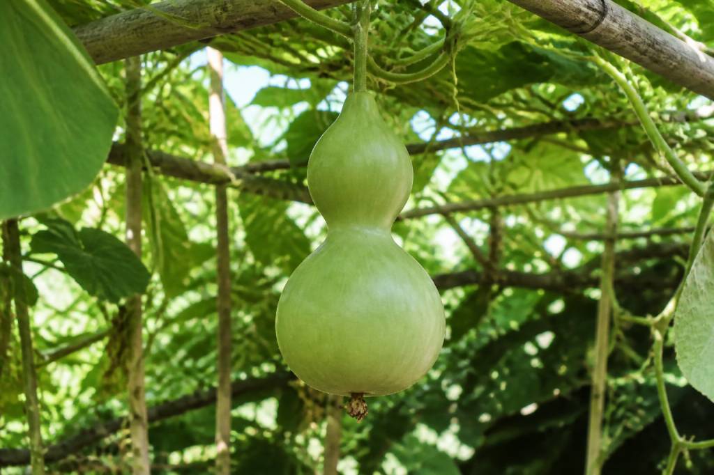 Calebasse fruit : culture, entretien et récolte au jardin