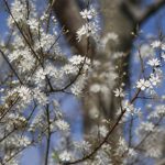 Mirabellier en fleur : comment favoriser une belle floraison