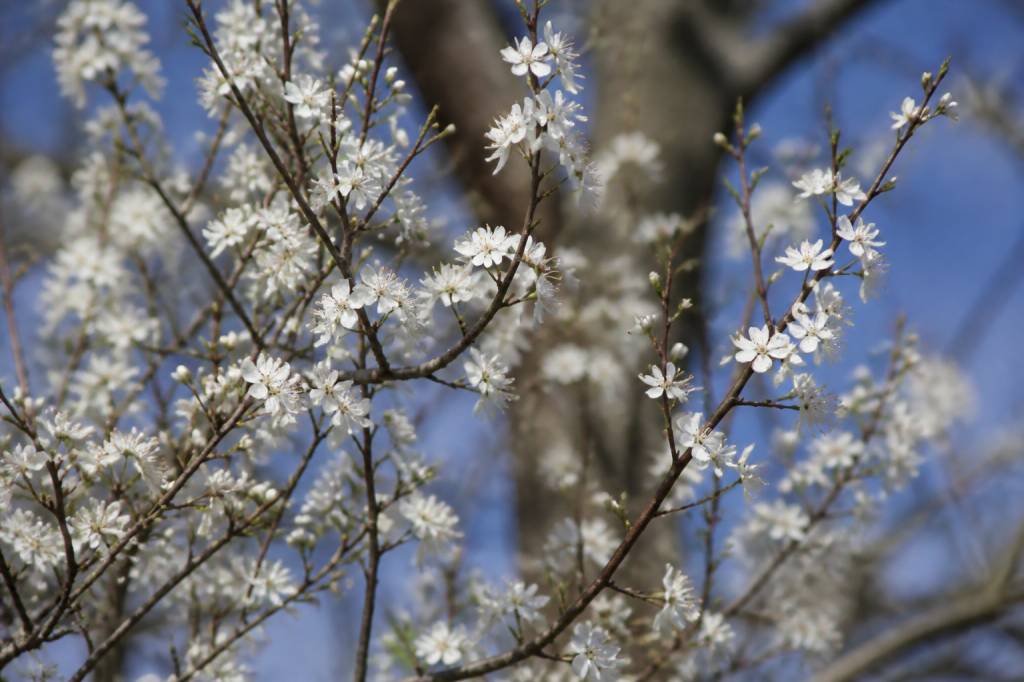 Mirabellier en fleur : comment favoriser une belle floraison
