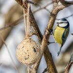 Boule de graisse oiseau fait maison : recette facile pour nourrir les oiseaux du jardin