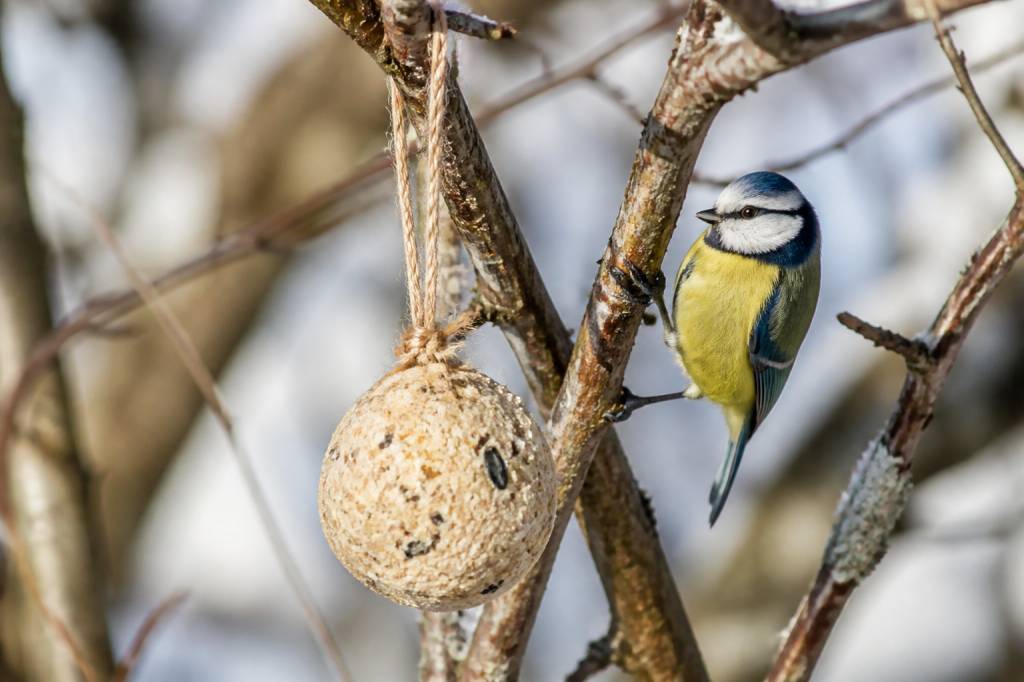 Boule de graisse oiseau fait maison : recette facile pour nourrir les oiseaux du jardin