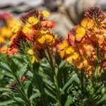 Floraison giroflée : période, durée et conseils pour une floraison abondante