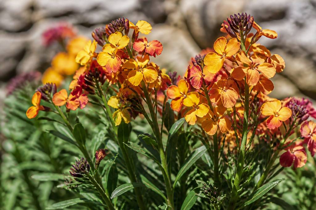 Floraison giroflée : période, durée et conseils pour une floraison abondante