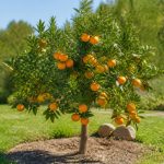 Arbre à clémentine : plantation, entretien et conseils de culture