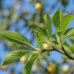 Feuille mirabellier : identifier, entretenir et soigner cet arbre fruitier
