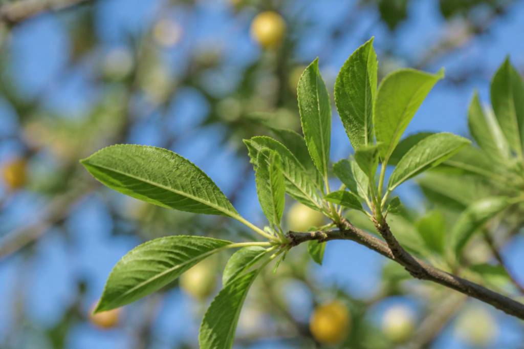 Feuille mirabellier : identifier, entretenir et soigner cet arbre fruitier