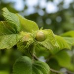 Nom latin noisetier : identifier et choisir la bonne espèce pour son jardin