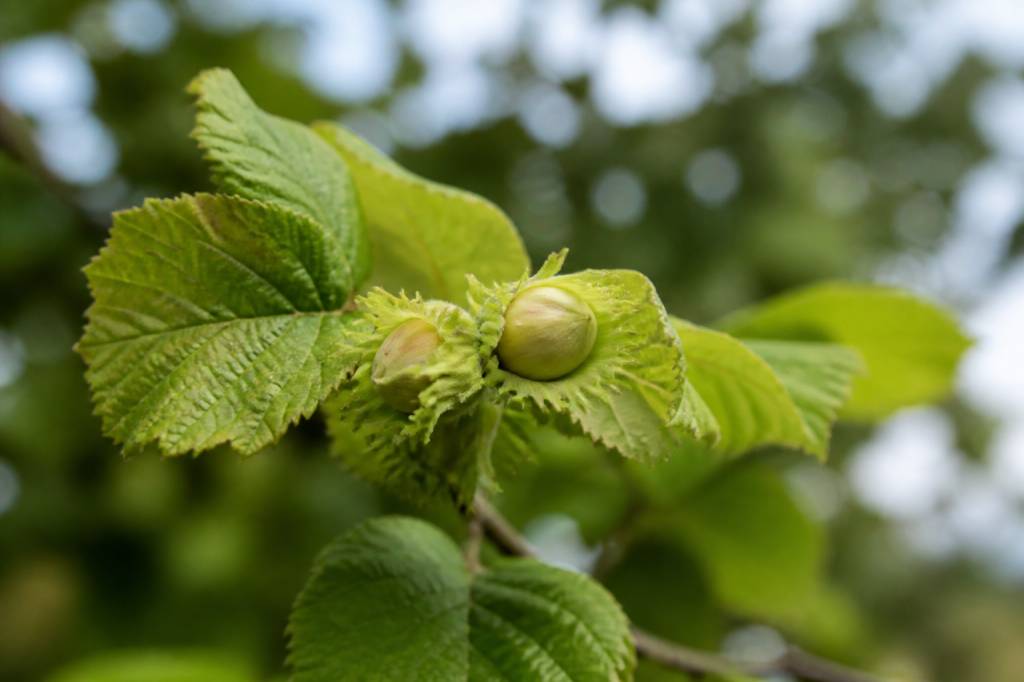 Nom latin noisetier : identifier et choisir la bonne espèce pour son jardin