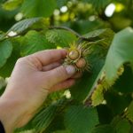 Noisette recolte : quand et comment récolter les noisettes