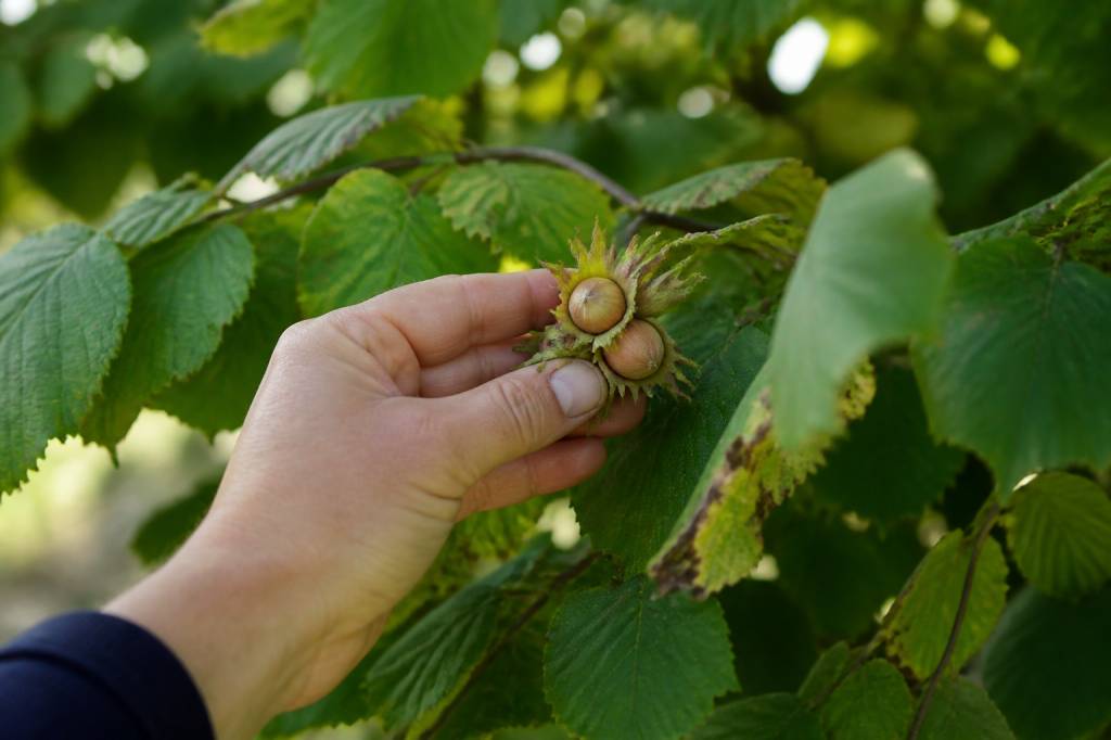 Noisette recolte : quand et comment récolter les noisettes