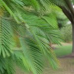 Feuilles mimosa : causes, entretien et solutions pour un feuillage en pleine santé