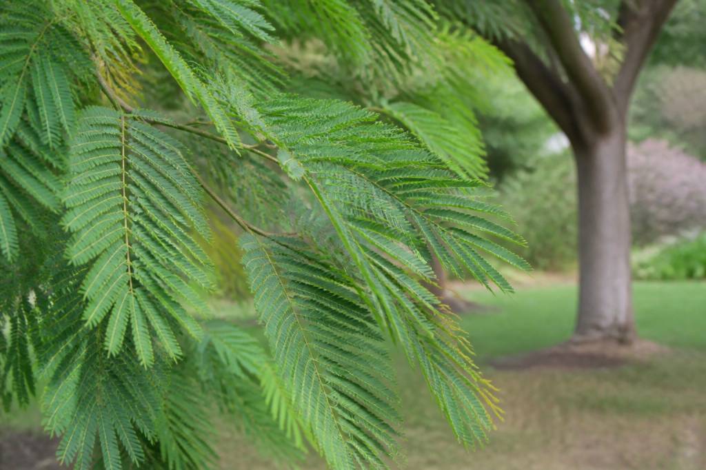 Feuilles mimosa : causes, entretien et solutions pour un feuillage en pleine santé
