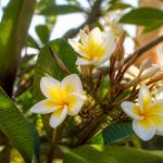 Comment faire fleurir un frangipanier : conseils et erreurs à éviter