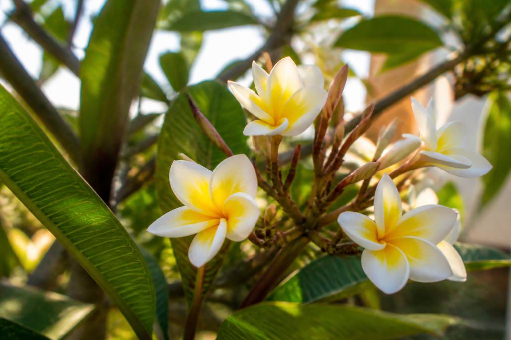 Comment faire fleurir un frangipanier : conseils et erreurs à éviter