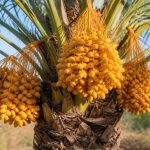 Arbre à dattes : culture, entretien et récolte au jardin