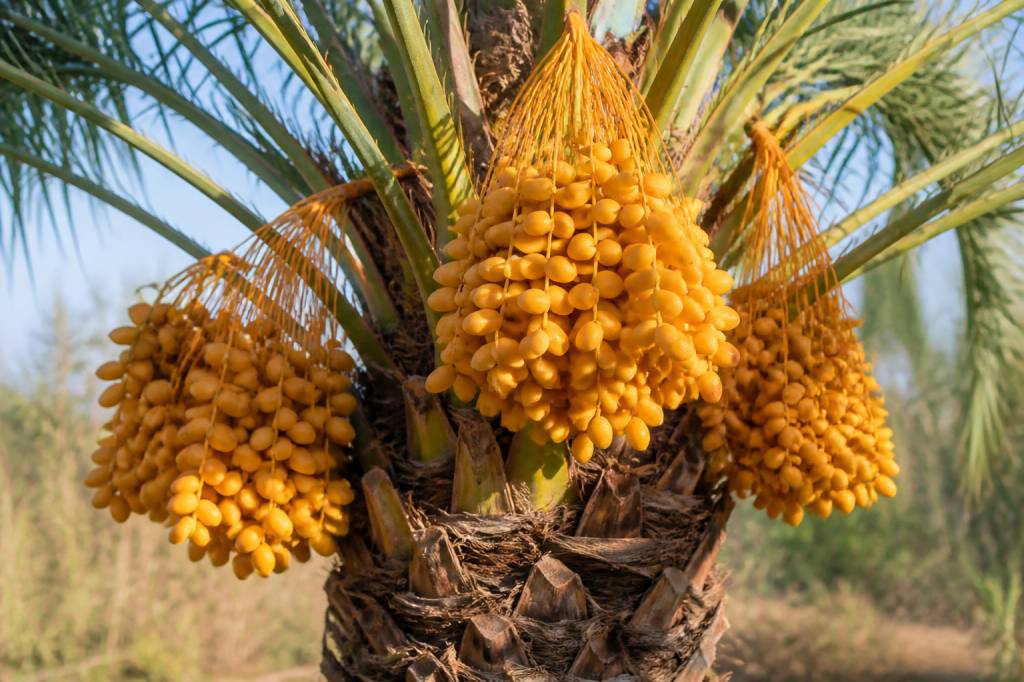 Arbre à dattes : culture, entretien et récolte au jardin