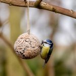 Comment fabriquer des boules de graisse pour les oiseaux