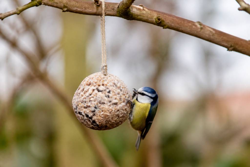 Comment fabriquer des boules de graisse pour les oiseaux