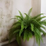 Plante qui absorbe l’humidité sans lumière