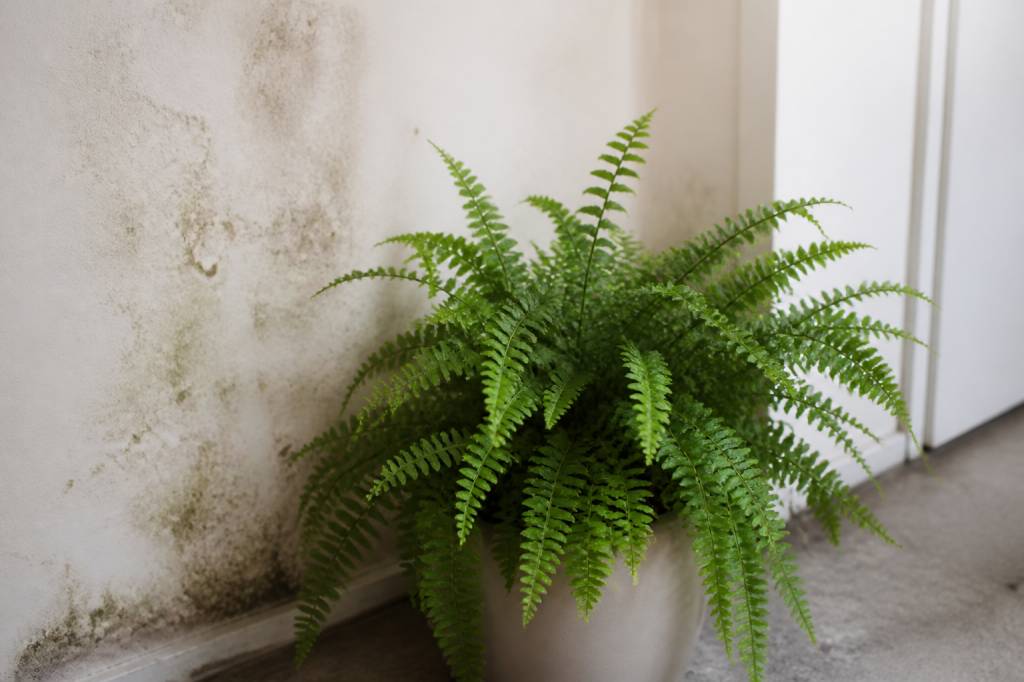 Plante qui absorbe l’humidité sans lumière