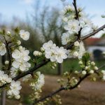Mirabelle fleur : quand et comment favoriser une belle floraison