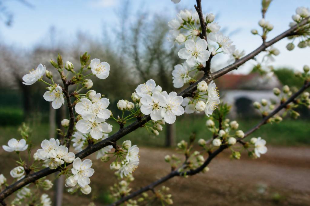 Mirabelle fleur : quand et comment favoriser une belle floraison